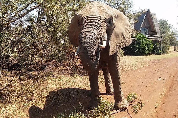 walking with the elephants